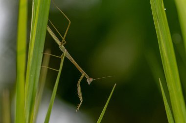 Bitki üzerindeki bir örümceğin makro görüntüsü.