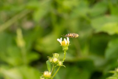 Arı çiçek nektar toplar
