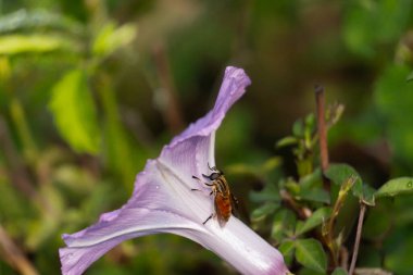 Mor çiçekte bir arı