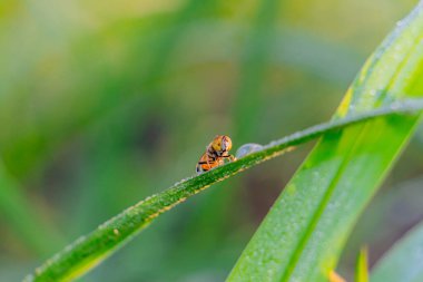 Ağaçta sinekler var Bahçede