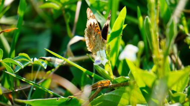 Yeşil çimlerin üzerinde güzel bir kelebek