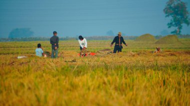 Sabah hasat sırasında çiftçi faaliyetleri