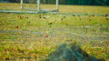 sparrows looking for food in the field grass