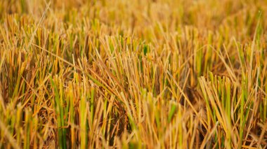 Tayland 'daki pirinç tarlası