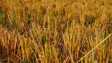 Pirinç tarlaları sararıyor, hasat alameti.
