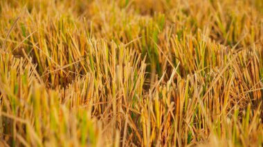 Sabah pirinç tarlası