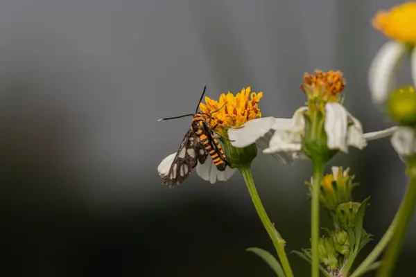 Beyaz arka planda güzel bir kelebek