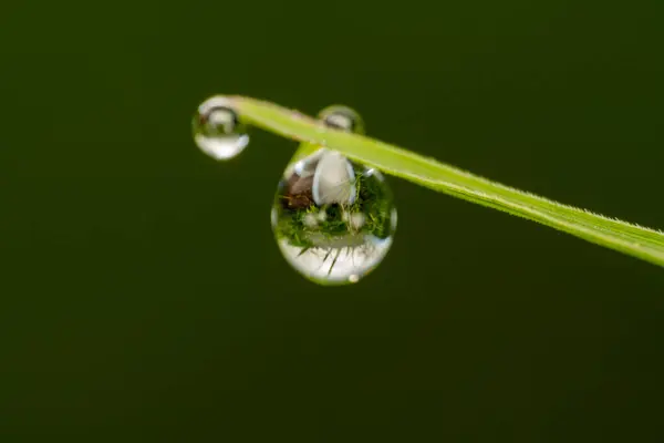 Çimlere çiy damlası düşer