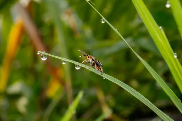 Bahçede yeşil çimenler var.