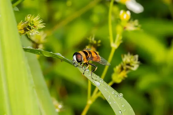 Yeşil yapraklı arı