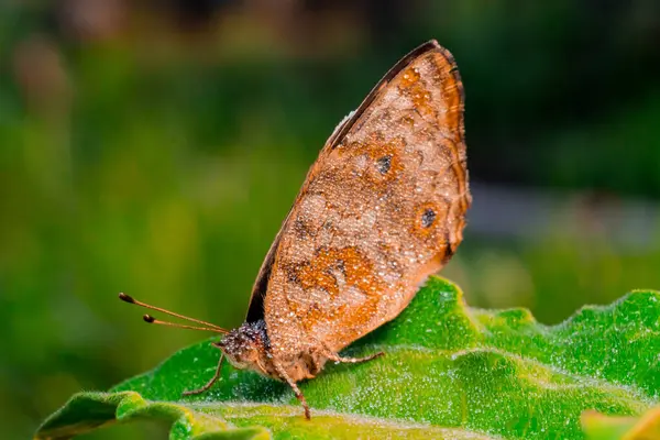 Yeşil yapraklı kelebek.