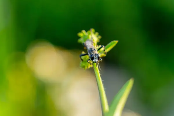 close up view of beautiful insect in the garden
