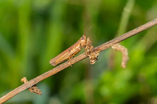 closeup view of grasshopper at nature