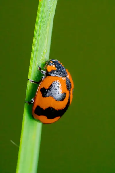 Yaprağın üzerinde uğur böceği