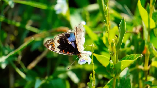 Kelebeğe yakın çekim vahşi doğa arka planında