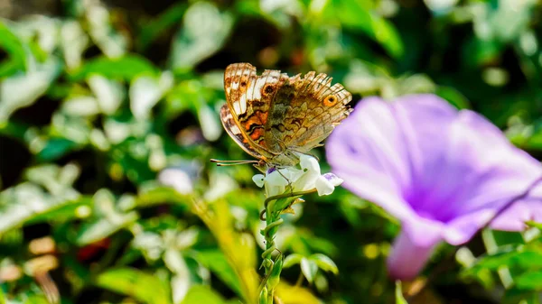 Bir çiçeğin üzerinde oturan kelebek