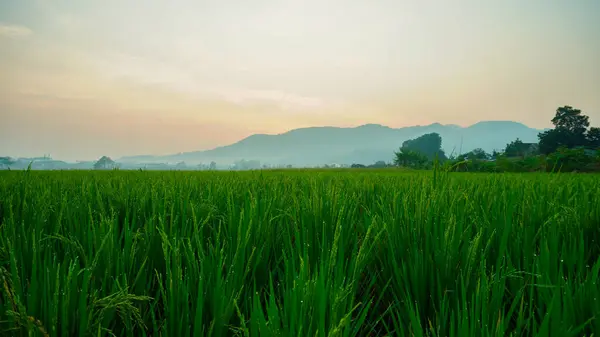 Pilav tarlasında, Tayland 'da güzel gün batımı