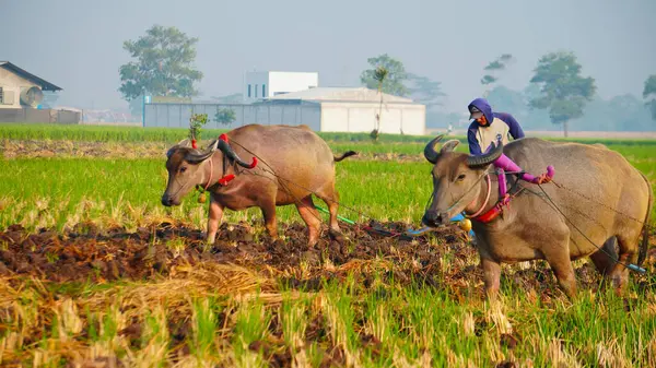 Çiftçiler pirinç tarlalarında çalışıyor.