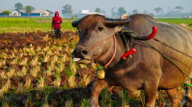 Çiftçi tarlada çalışıyor.