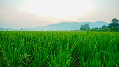 Sabah ışığında pirinç tarlası