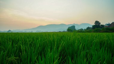 Güzel yeşil pirinç tarlası