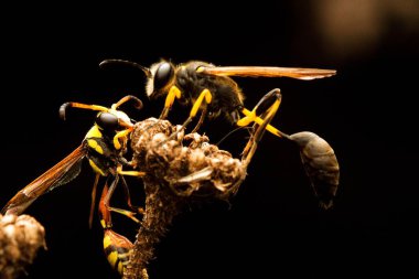 yakın plan - siyah arkaplanda eşek arısının görüntüsü