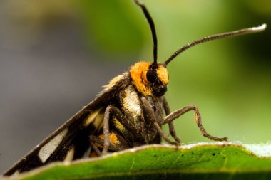 Güzel böceğin yakın görüntüsü