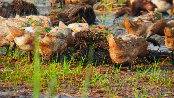 Çiftlikteki bir grup beyaz domuz..