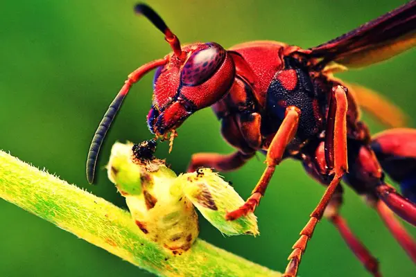 Vahşi doğada böceğe yakın.