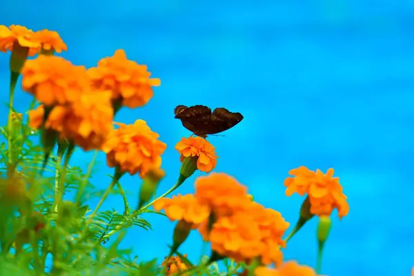 Çiçekteki güzel kelebek