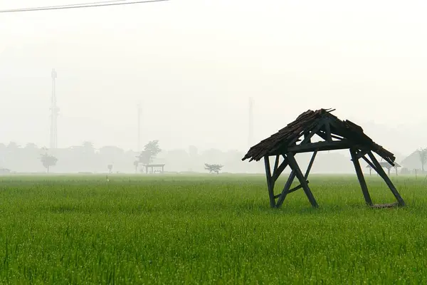 Sabah pirinç tarlası
