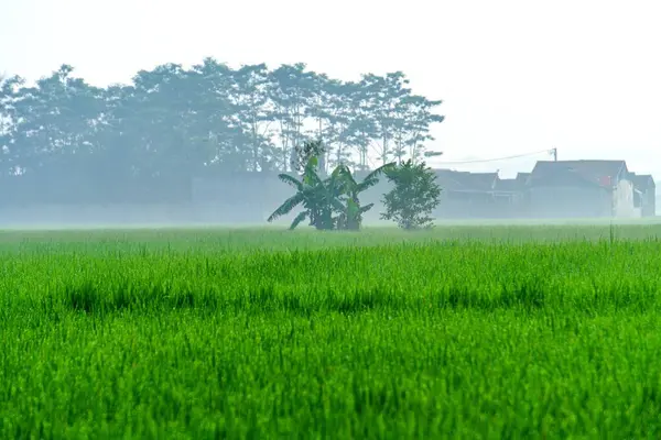 Sabah pirinç tarlası