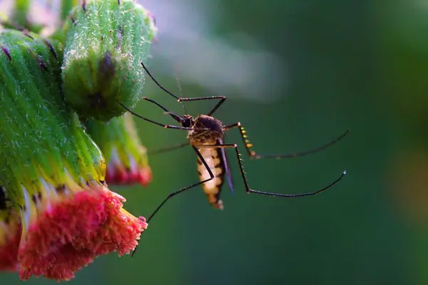 tampilan dekat serangga 