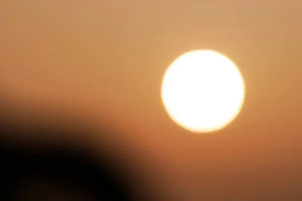 Kelebek ya da eşek arısı yeşil bir yaprağın üzerinde