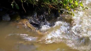 Ormandaki güzel nehir.