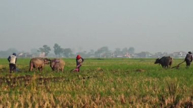 Pirinç tarlalarındaki çiftçiler