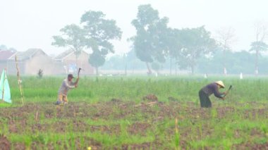 Pirinç tarlaları çalışan çiftçi
