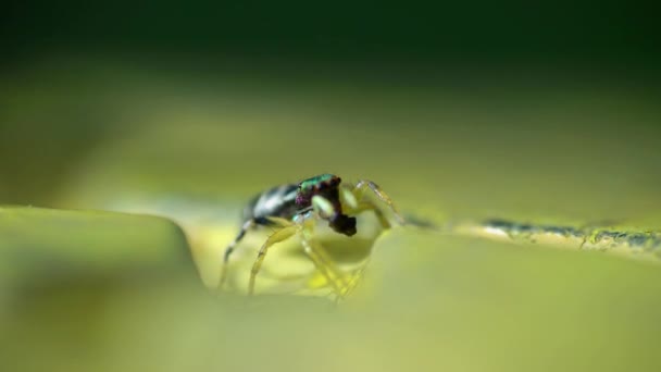 Örümcek Atlayışının Makro Görüntüsü — Stok video