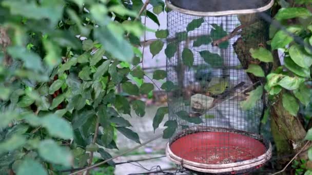 Birds Chirping Cages — Stock Video