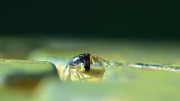 Yeşil Arkaplanda Örümcek Makrosu — Stok video