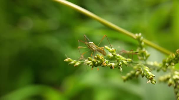 Böceğin Yakın Görüntüsü Doğa — Stok video