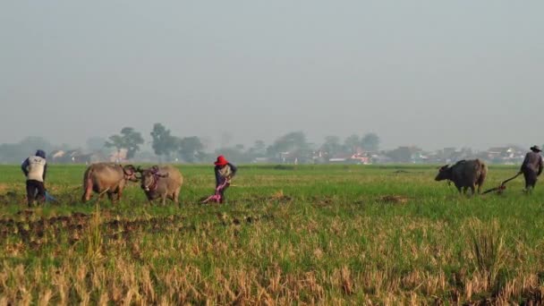 Agriculteurs Dans Domaine Des Rizières — Video