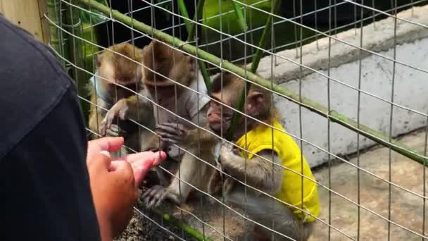 Monkey Cage Thailand — Stock Video