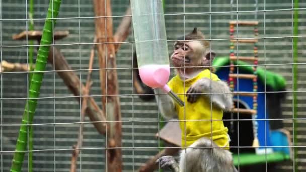 Kafesteki Maymun Maymun Hayvanat Bahçesi Maymun Topla Oynuyor — Stok video