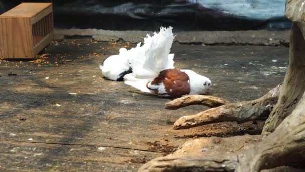 Hayvanat Bahçesinde Güzel Beyaz Bir Ördek — Stok video