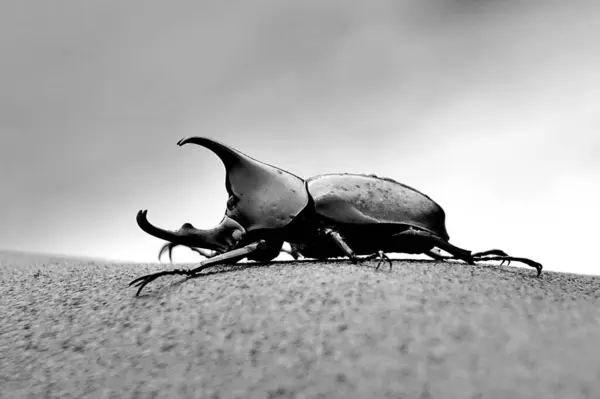 Boynuzlu böceğin kafasındaki ve boynuzlarındaki fotoğrafı kapat.