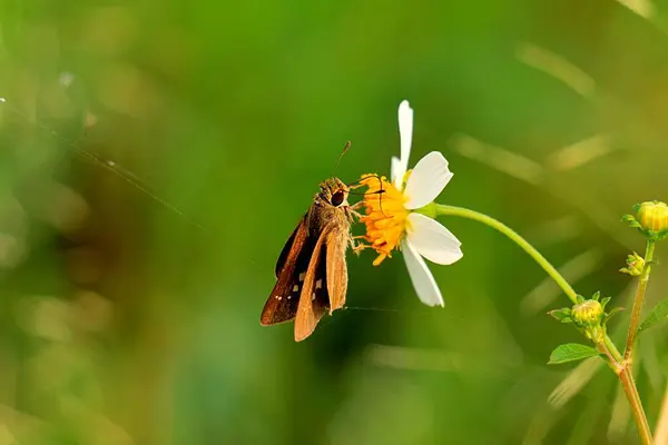Skipper Kelebekleri bahçedeki sabah çiçeklerine tünemiş