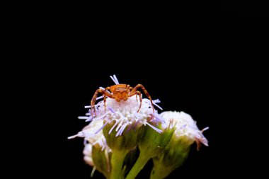 Güzel botanik fotoğrafı, doğal duvar kağıdı.
