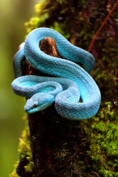 Mavi zehirli yılan ağaç gövdesinde