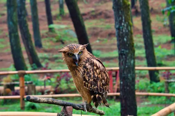 Ormanda oturan güzel kahverengi baykuşun yakın çekimi.